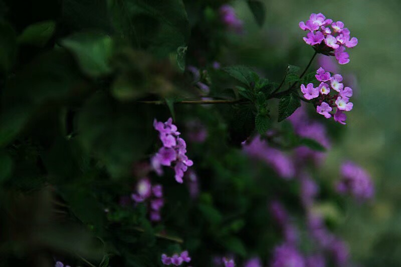 马缨丹，拉丁学名：（Lantana camara L.)，别称：七姐妹、五色梅、五龙兰、如意草。。。