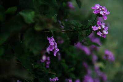 马缨丹，拉丁学名：（Lantana camara L.)，别称：七姐妹、五色梅、五龙兰、如意草。。。