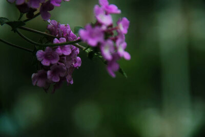 马缨丹，拉丁学名：（Lantana camara L.)，别称：七姐妹、五色梅、五龙兰、如意草。。。