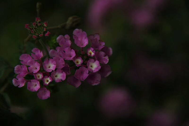 马缨丹，拉丁学名：（Lantana camara L.)，别称：七姐妹、五色梅、五龙兰、如意草。。。