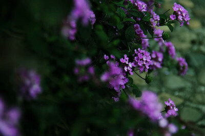 马缨丹，拉丁学名：（Lantana camara L.)，别称：七姐妹、五色梅、五龙兰、如意草。。。