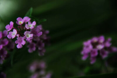 马缨丹，拉丁学名：（Lantana camara L.)，别称：七姐妹、五色梅、五龙兰、如意草。。。