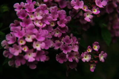 马缨丹，拉丁学名：（Lantana camara L.)，别称：七姐妹、五色梅、五龙兰、如意草。。。