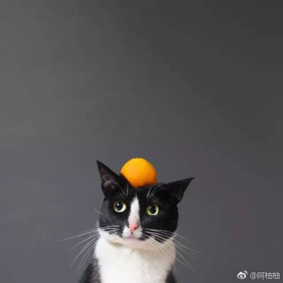 摄影师Hugo Martinez 和他的奶牛猫Cheeto～默默萌一脸