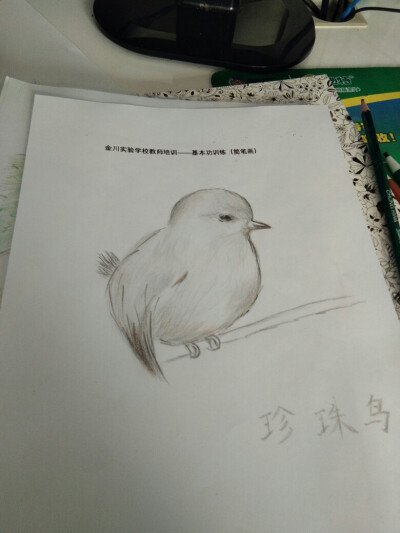 珍珠鸟，彩铅画简笔画