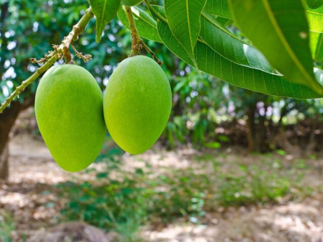 果树越冬门道多，两个方面需要特别注意