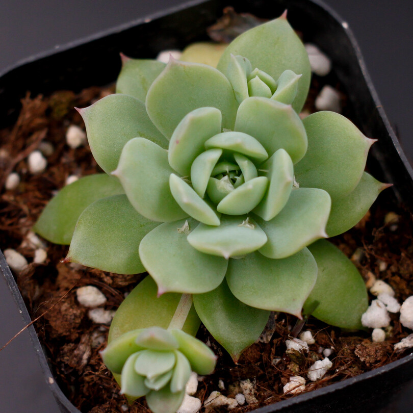 简园韩国进口多肉梅丽格红蔓莲翡翠塔单头小老庄群生