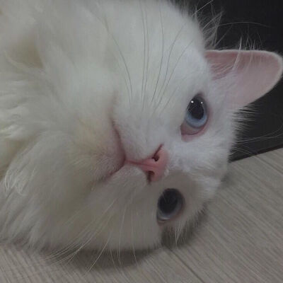 Daisy妤故の猫 小奶猫 可爱 猫星人