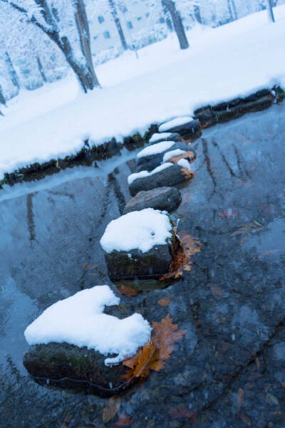 日本•和风日志
早上的北海道大学，纯净的世界，简直梦幻般的场景~
by：日本新鲜事