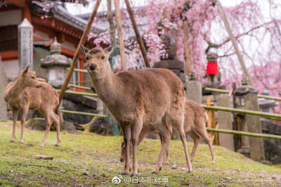 日本•和风日志
粉色仙境，摄影师wasabitool镜头里的樱花，来年春天一起去赏樱吧~
by：日本新鲜事