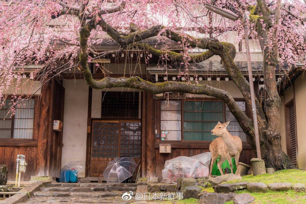 日本•和风日志
粉色仙境，摄影师wasabitool镜头里的樱花，来年春天一起去赏樱吧~
by：日本新鲜事