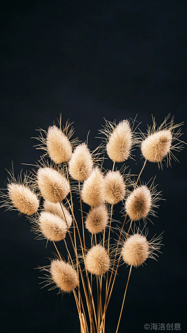 时间的记录者
其貌不扬的兔尾草也常做干花处理，染白色后如同一根根小尾巴，可爱非常。风干方法也十分简单，细麻线把它扎成小把倒挂在衣钩或细绳上，在温暖、干燥且通风条件良好的地方风干即可。