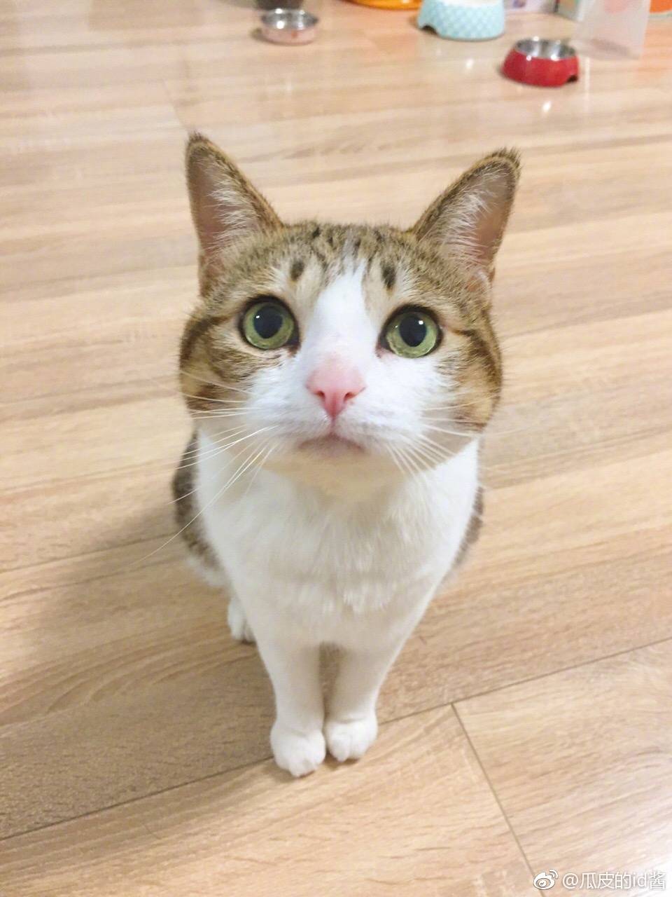 瓜皮♥萌萌＃情头