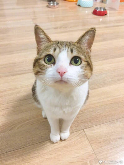 瓜皮♥萌萌＃情头