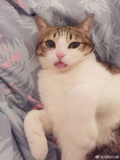 瓜皮♥萌萌＃情头