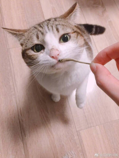 瓜皮♥萌萌＃情头