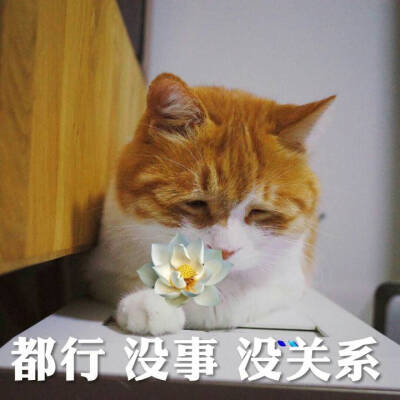 头像 黄猫日