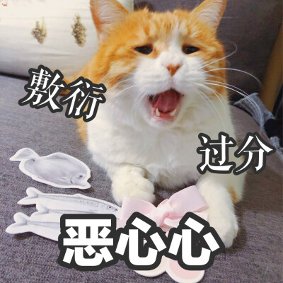 头像 黄猫日