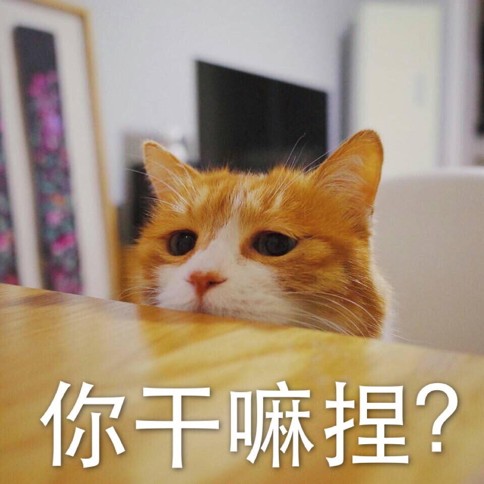 黄猫日