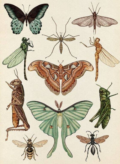 昆虫图鉴