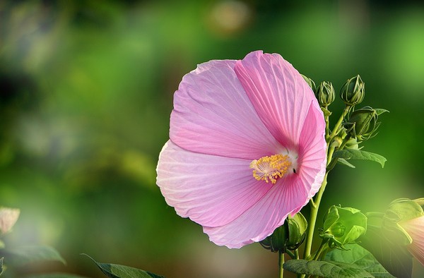 木槿花。。。（一）
图片来自 > 蜂鸟网 > 论坛 > 生态摄影 > 浮光