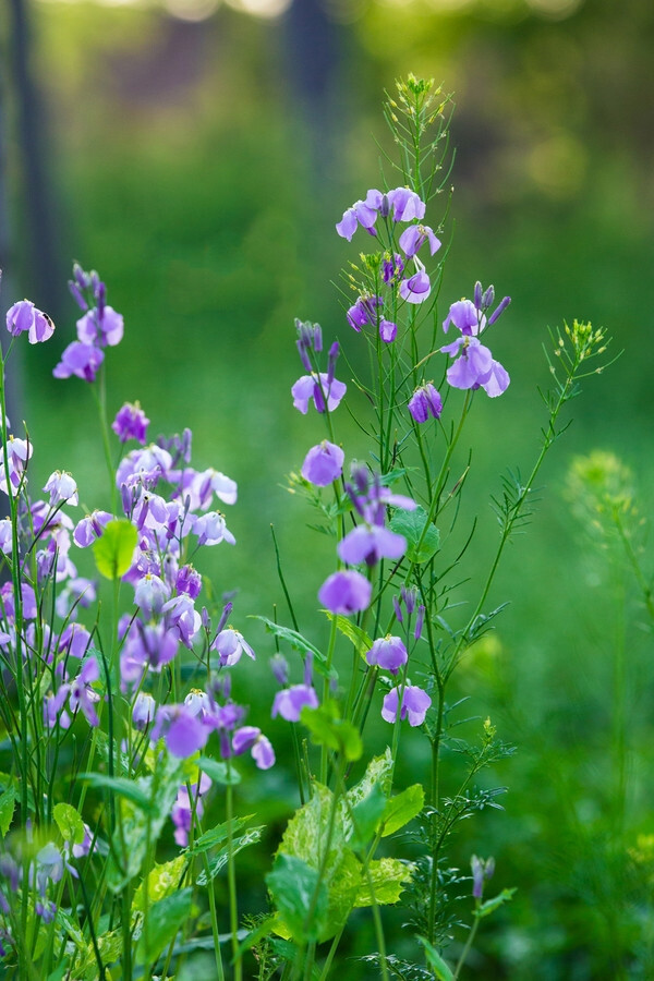 花的世界——妙合无垠赏花篇
图片来自 > 蜂鸟网 > 论坛 > 生态摄影 > 妙合无垠