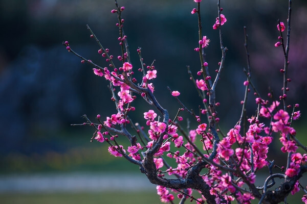 花的世界——妙合无垠赏花篇
图片来自 > 蜂鸟网 > 论坛 > 生态摄影 > 妙合无垠