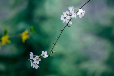 花的世界——妙合无垠赏花篇
图片来自 > 蜂鸟网 > 论坛 > 生态摄影 > 妙合无垠