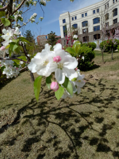 海棠花近景…海棠花开了很多～各角度各距离都来几张哈哈