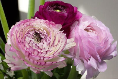 花毛茛拉丁学名为（Ranunculus asiaticus（L.）Lepech.），属于毛茛科、花毛茛属多年生草本花卉，因为花型似牡丹花而又被称为芹菜牡丹花，花毛茛花色丰富，在园林绿化中经常用到，最常见的用法是做切花摆设，花店经…