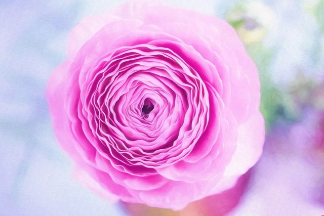 花毛茛拉丁学名为（Ranunculus asiaticus（L.）Lepech.），属于毛茛科、花毛茛属多年生草本花卉，因为花型似牡丹花而又被称为芹菜牡丹花，花毛茛花色丰富，在园林绿化中经常用到，最常见的用法是做切花摆设，花店经常用花毛茛当牡丹花卖。