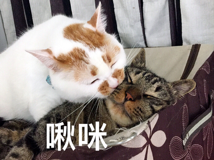 大型猫片现场