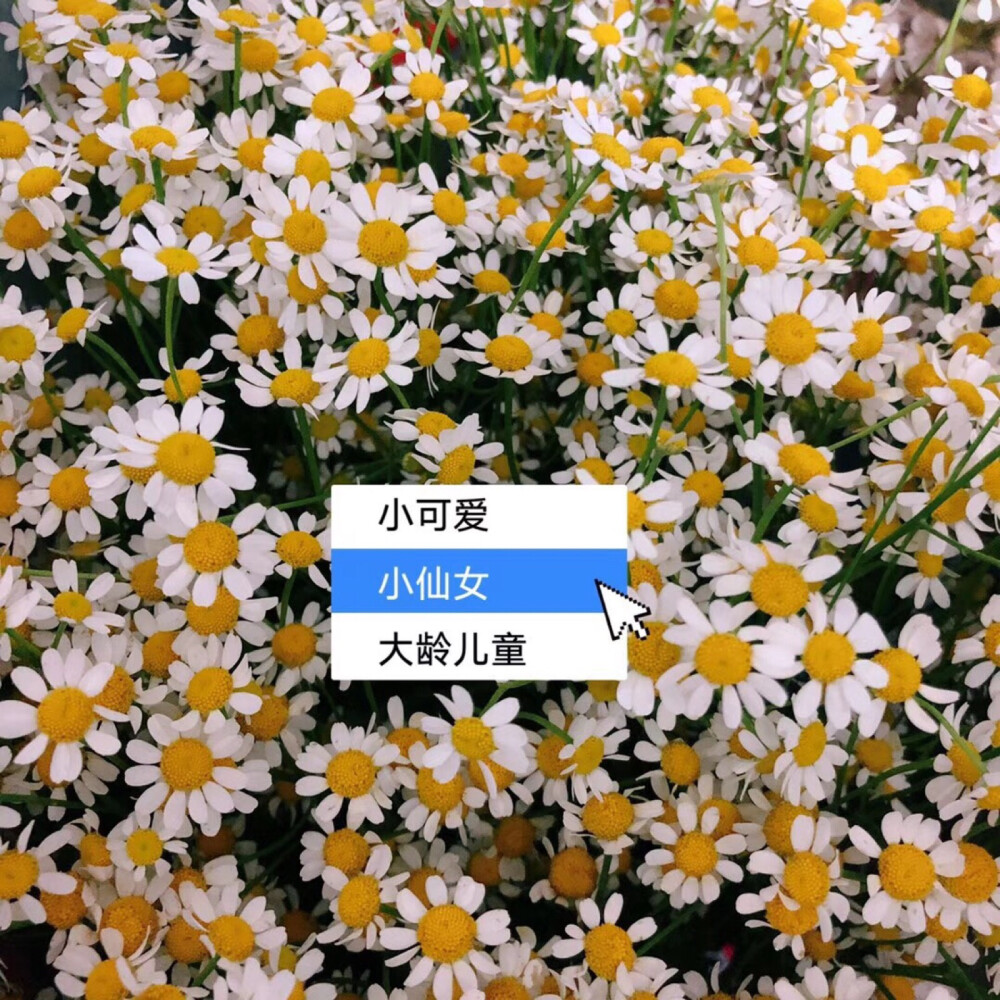 小雏菊