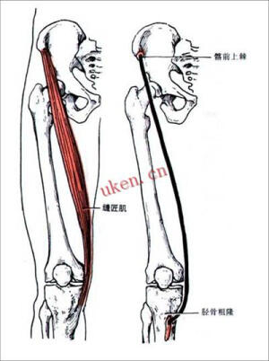 大腿