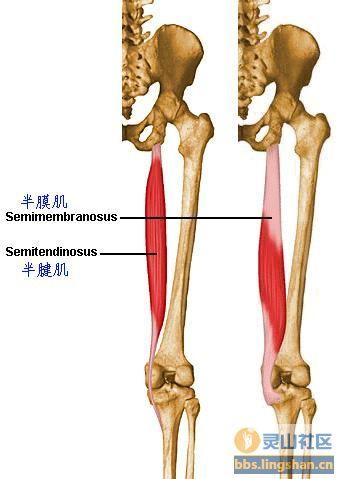 大腿