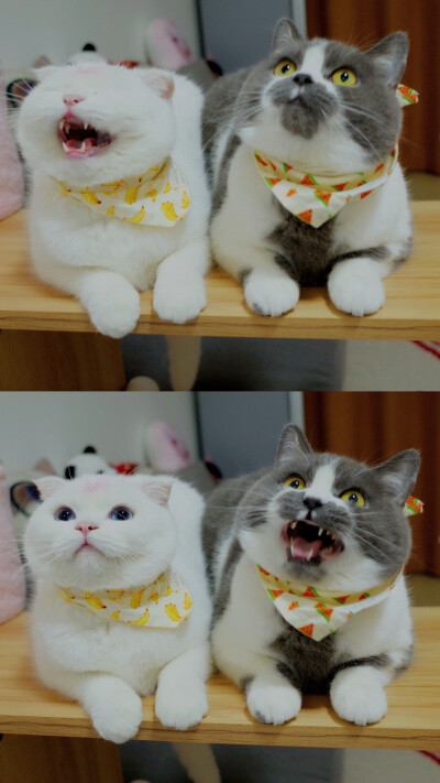 猫咪：李白（左） 狗蛋（右） 微博：城乡结合部狗蛋 自制by给你吃饺子 【禁二传】 自用向