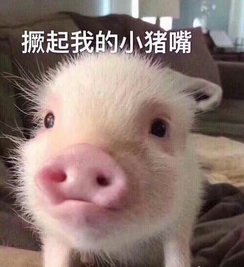 猪咧嘴笑的搞笑图片图片