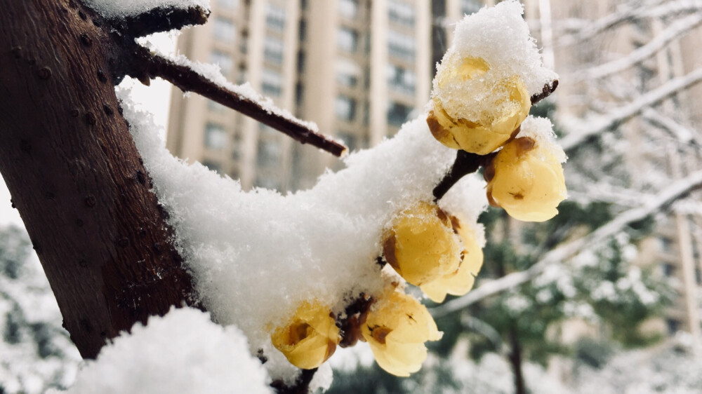 雪。腊梅。