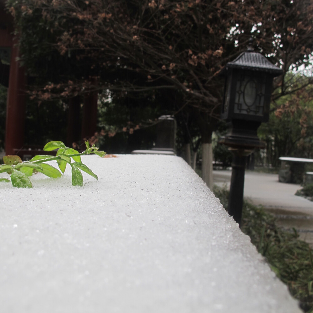 2018.01.26
长沙下了今年的第一场雪，也只是小雪籽儿而已。不过在南方姑娘的眼里都是意外的惊喜