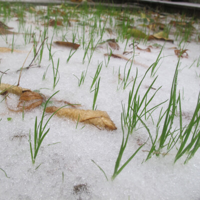 2018.01.26
长沙下了今年的第一场雪，也只是小雪籽儿而已。不过在南方姑娘的眼里都是意外的惊喜