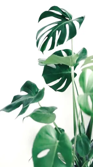 绿植壁纸 堆糖 美图壁纸兴趣社区