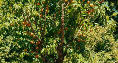 Call Me by Your Name
请以你的名字呼唤我