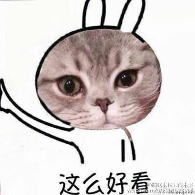  猫 搞笑