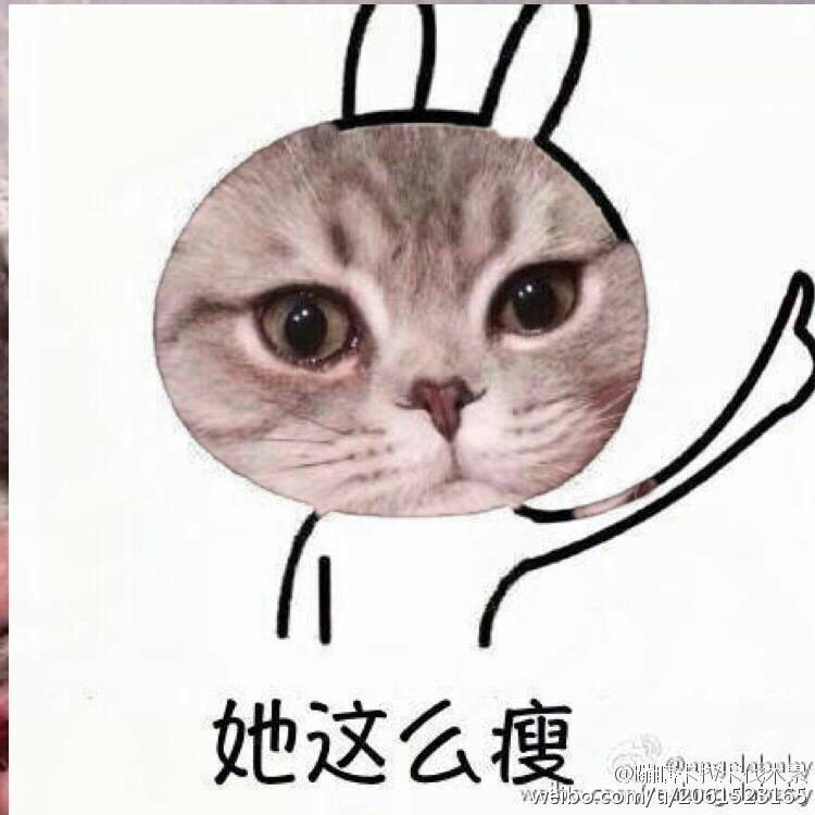 猫 搞笑