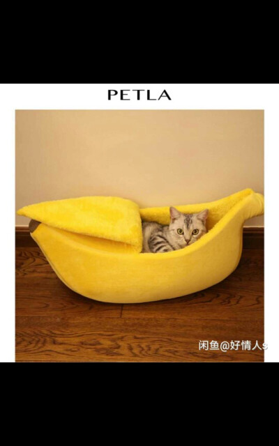 猫咪香蕉船