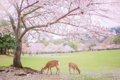 /樱花