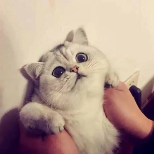 情头 女 小喵～