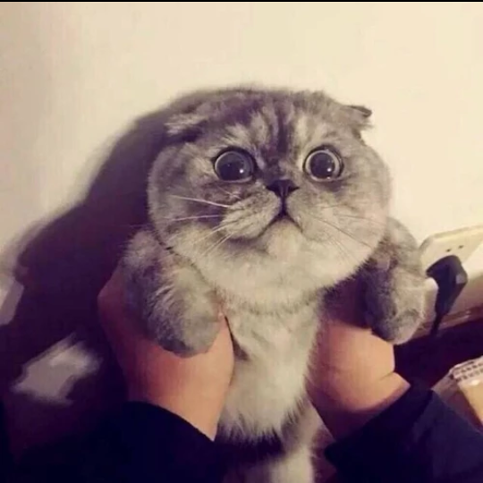 情头 男 小喵～