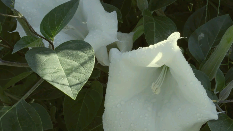 小森林夏秋篇