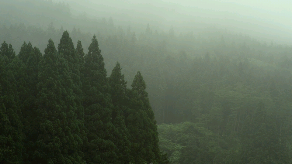 小森林夏秋篇